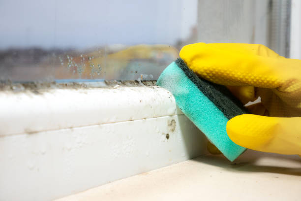 Best Mold Remediation for Specific Building Types in Brookland, AR